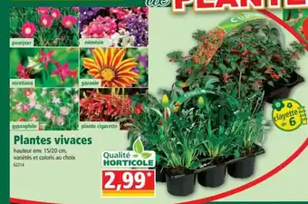 Norma Plantes Vivaces offre