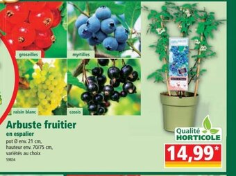Norma Arbuste Fruitier offre
