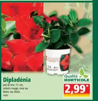 Norma Dipladénia offre