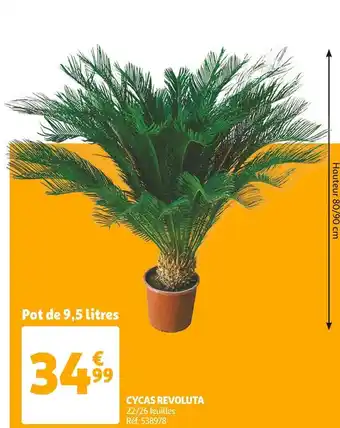 Auchan Cycas revoluta offre