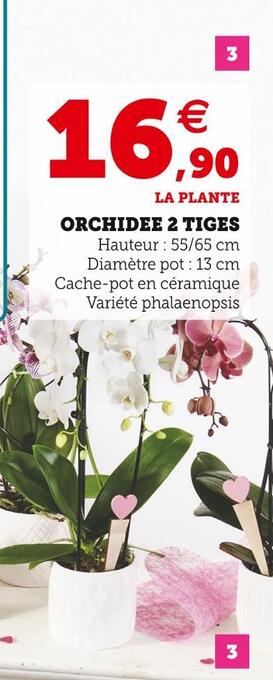 Super U Orchidee 2 tiges offre