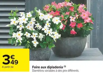 Carrefour Market Foire aux dipladenia offre
