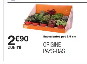 Succulentes Pot 8,5cm