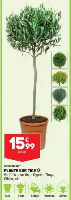 ALDI Plante Sur Tige Gardenline offre