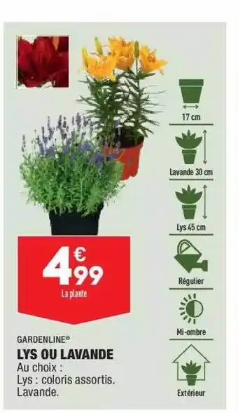 ALDI Lys Ou Lavande Gardenline offre
