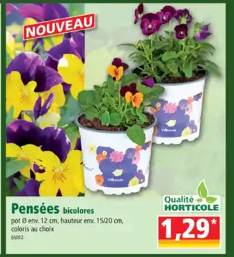 Norma Pensées bicolores offre