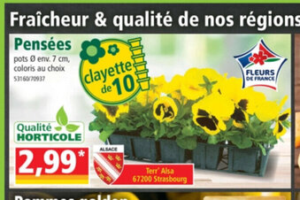Norma Pensées offre