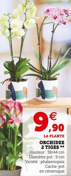 Super U Orchidee 2 tiges offre