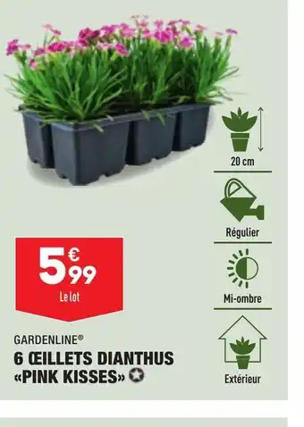 ALDI 6 œillets Dianthus Pink Kisses offre