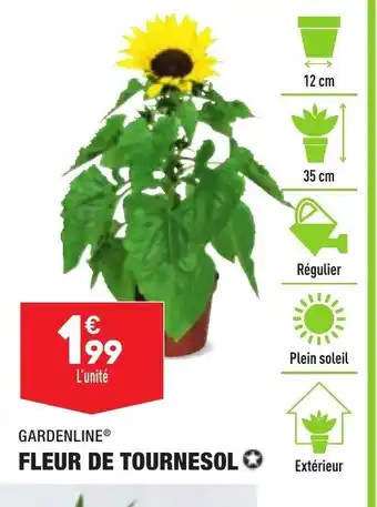 ALDI Fleur de Tournesol offre