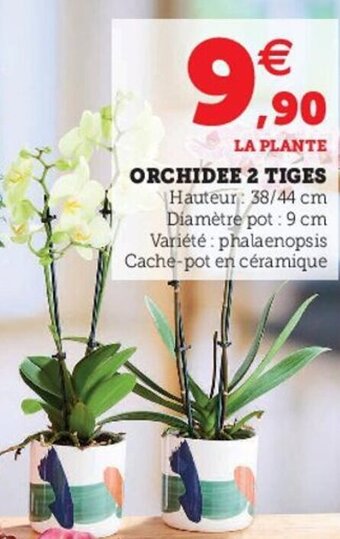 Hyper U Orchidee 2 tiges offre