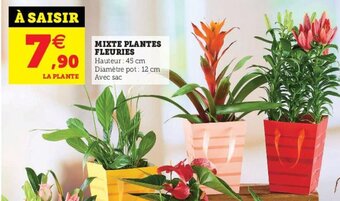 Hyper U Mixte plantes fleuries offre