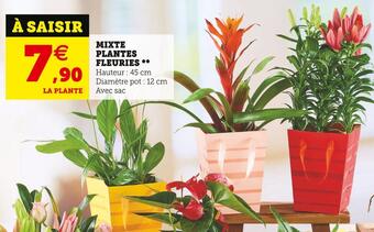 Mixte plantes fleuries