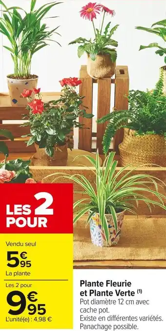 Carrefour Market Plante fleurie et plante verte offre