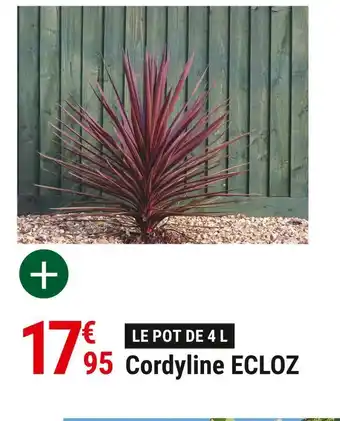Gamm vert Ecloz cordyline offre