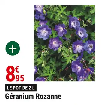 Gamm vert Géranium rozanne offre