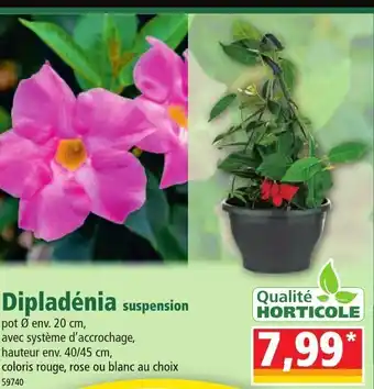 Norma Dipladénia suspension offre
