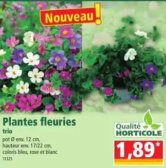 Norma Plantes fleuries offre