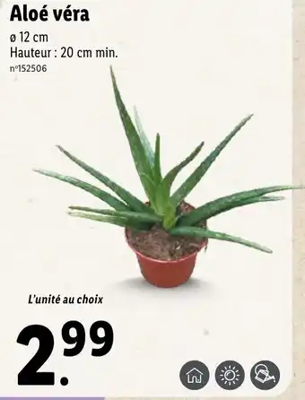 Lidl Aloé véra offre