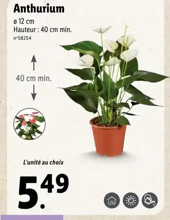 Lidl Anthurium offre