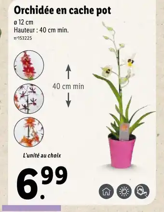 Lidl Orchidée en cache pot offre