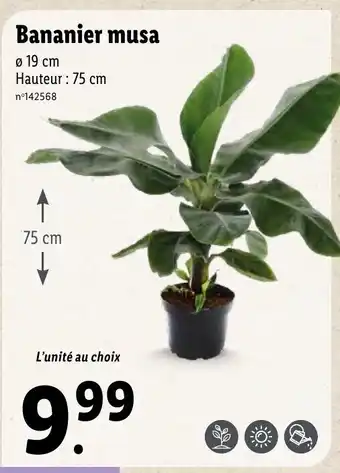 Lidl Bananier musa offre