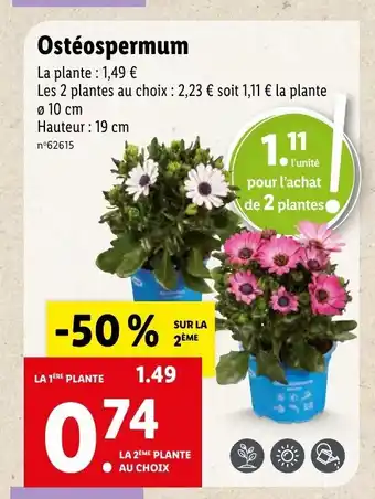 Lidl Ostéospermum offre