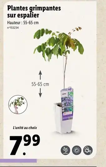 Lidl Plantes grimpantes sur espalier offre