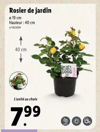Lidl Rosier de jardin offre