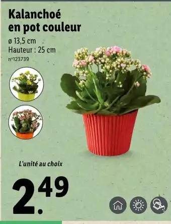 Lidl Kalanchoé en pot couleur offre