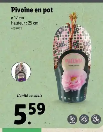 Lidl Pivoine en pot offre