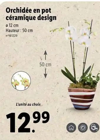 Lidl Orchidée en pot céramique design offre