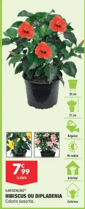 Gardeline Hibiscus ou Dipladenia
