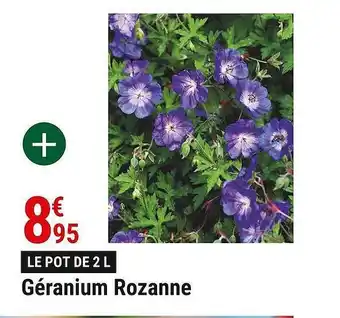 Gamm vert Géranium Rozanne offre