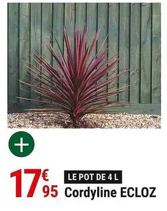 Gamm vert Cordyline Ecloz offre