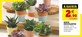 Super U Mixte succulentes offre