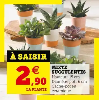 Super U Mixte succulentes offre