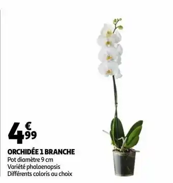 Auchan Orchidée 1 branche offre