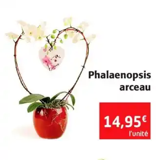 Colruyt Phalaenopsis arceau offre
