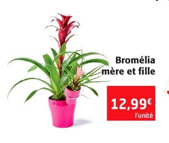 Colruyt Bromélia mère et fille offre
