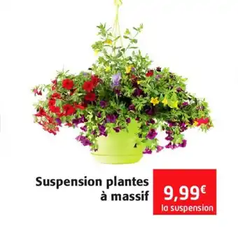 Colruyt Suspension plantes à massif offre