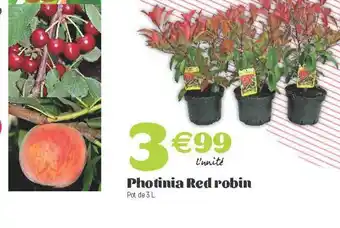 E.Leclerc Photinia Red Robin offre