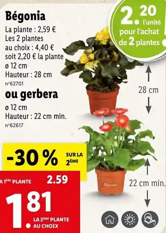 Lidl Bégonia offre