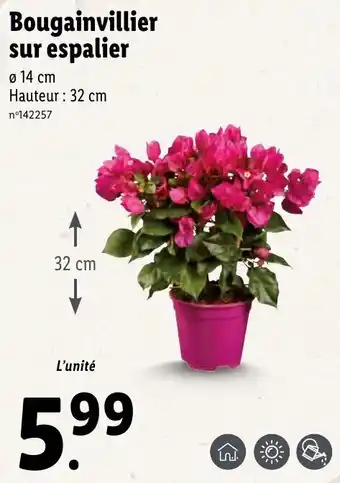 Lidl Bougainvillier sur espalier offre