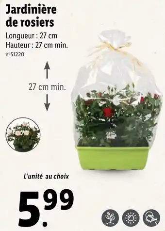 Lidl Jardinière de rosiers offre