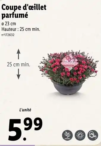 Lidl Coupe d'œillet parfumé offre
