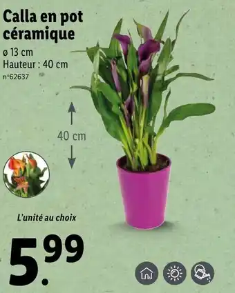 Lidl Calla en pot céramique offre
