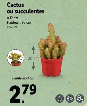 Lidl Cactus ou succulentes offre