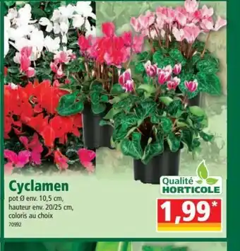 Cyclamen