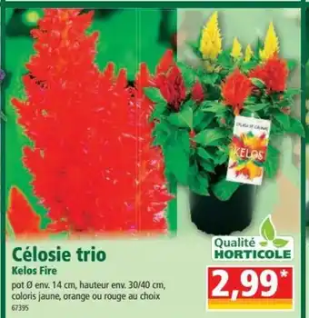Norma Célosie Trio Kelos Fire offre